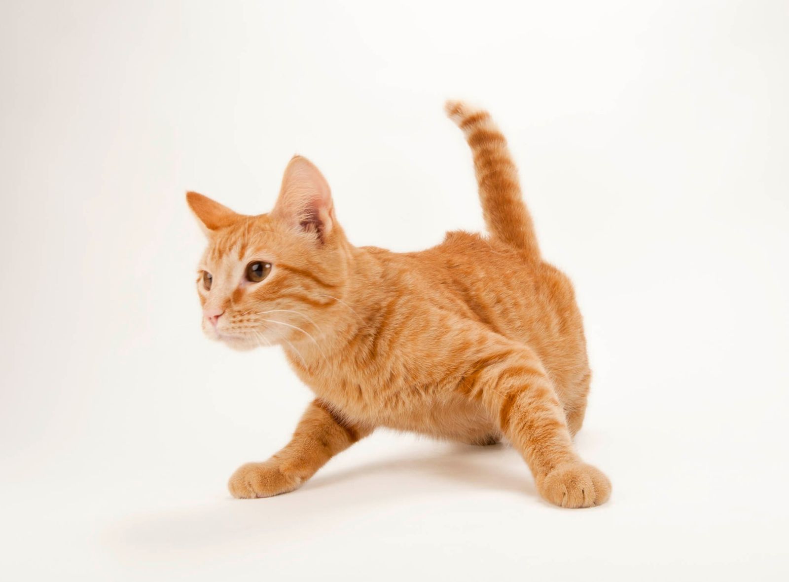 Imagen de un gato, utilizada como ejemplo de portafolio